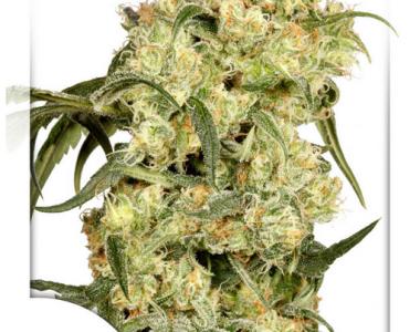 Dutch Passion - Freddys Best cannabis seed