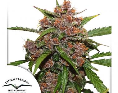 Dutch Passion - Frisian Dew Auto cannabis seed