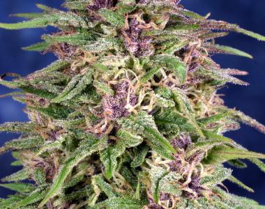Dutch Passion - Frisian Dew cannabis seed