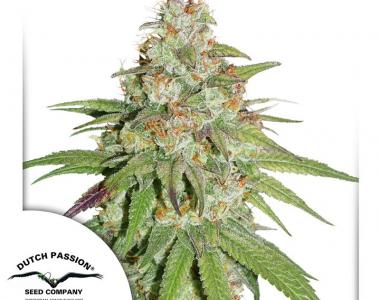 Dutch Passion - Glueberry O.G. cannabis seed