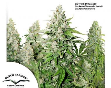 Dutch Passion - High Potency Auto Mix cannabis seed