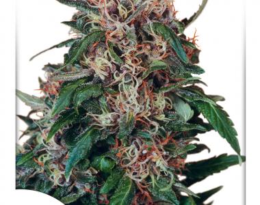 Dutch Passion - Hollands Hope cannabis seed