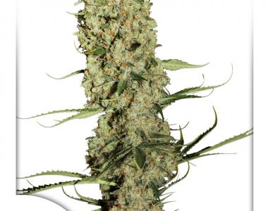 Dutch Passion - Jorges Diamonds #1 cannabis seed