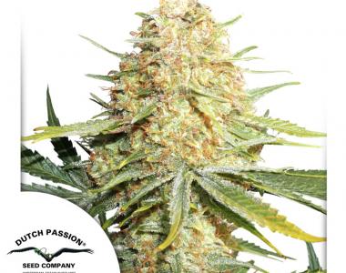 Dutch Passion - Lemon Zkittle cannabis seed