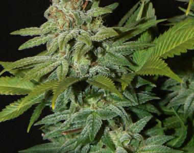 Dutch Passion - Mazar cannabis seed