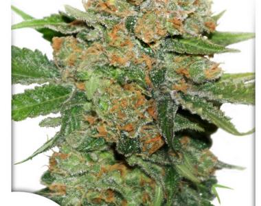 Dutch Passion - Night Queen cannabis seed