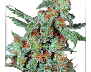 Dutch Passion - Orange Bud cannabis seed