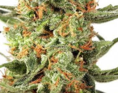 Dutch Passion - Orange Hill Special cannabis seed