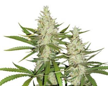 Dutch Passion - Outlaw cannabis seed