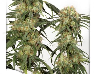 Dutch Passion - Pamir Gold cannabis seed