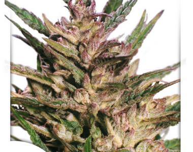 Dutch Passion - Passion 1 cannabis seed