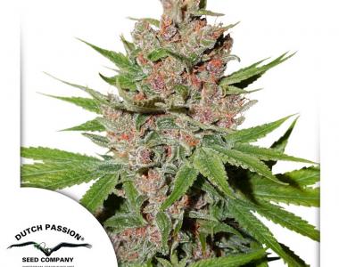 Dutch Passion - Passion Fruit cannabis seed