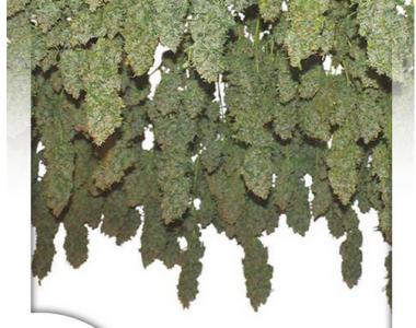 Dutch Passion - Power Plant cannabis seed
