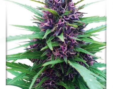 Dutch Passion - Shaman cannabis seed