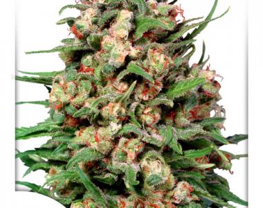 Dutch Passion - Skunk #1 cannabis seed