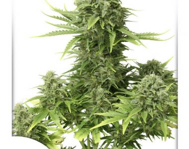 Dutch Passion - Star Ryder cannabis seed