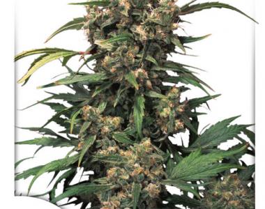 Dutch Passion - Strawberry Cough cannabis seed