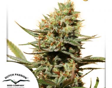 Dutch Passion - The Edge cannabis seed