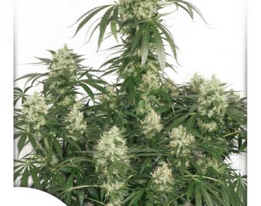 Dutch Passion - Ultimate cannabis seed