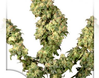 Dutch Passion - Ultra Skunk cannabis seed
