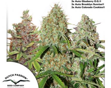 Dutch Passion - USA Autoflower Mix cannabis seed