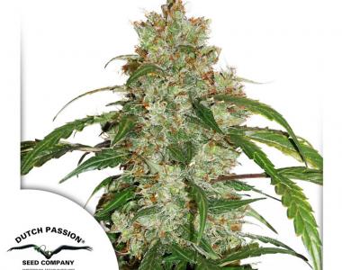 Dutch Passion - White Widow CBD Auto cannabis seed