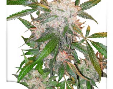 Dutch Passion - White Widow cannabis seed