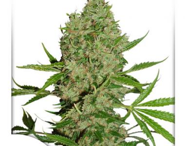 Dutch Passion - White Widow X The Ultimate cannabis seed