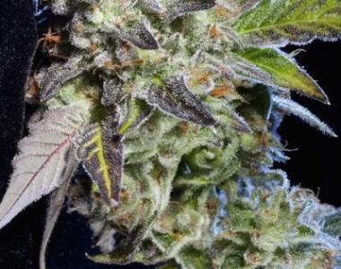 Elemental Seeds - Berry Bomb cannabis seed