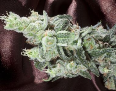 Elemental Seeds - True Berry cannabis seed
