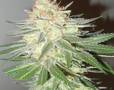 Emerald Triangle - Cotton Candy Cane cannabis seed