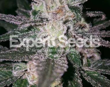Expert Seeds - GG #4 x Cookies cannabis seed