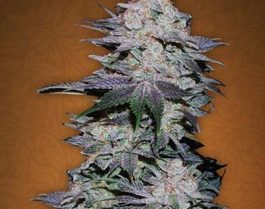 Fast Buds - Blackberry cannabis seed