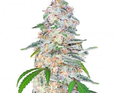 Fast Buds - Blue Dream´matic cannabis seed