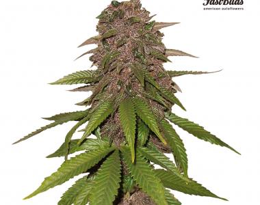 Fast Buds - C4-Matic cannabis seed