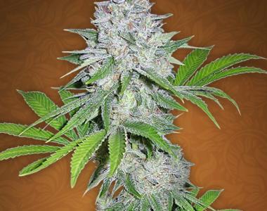 Fast Buds - California Snow cannabis seed