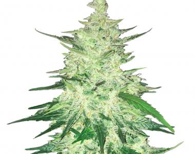 Fast Buds - Crack CBD Auto cannabis seed