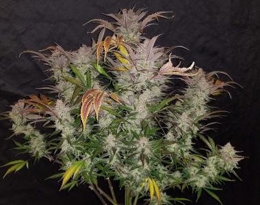 Fast Buds - Cream Cookies cannabis seed