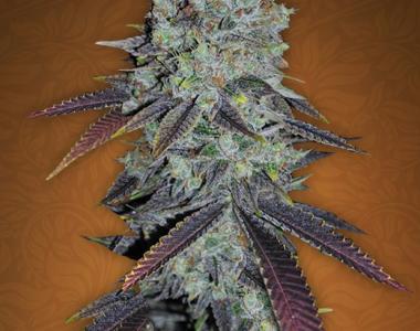 Fast Buds - Fastberry cannabis seed