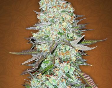 Fast Buds - G14 cannabis seed