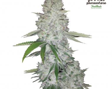 Fast Buds - Gorilla Glue Auto cannabis seed