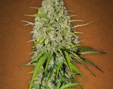 Fast Buds - Grapefruit cannabis seed