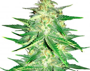 Fast Buds - Lemon AK Auto cannabis seed