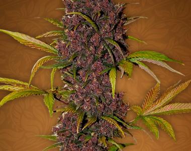 Fast Buds - LSD-25 cannabis seed