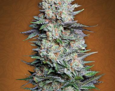 Fast Buds - Mexican Airlines cannabis seed