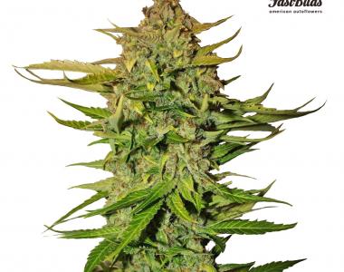 Fast Buds - Northern Express Auto cannabis seed