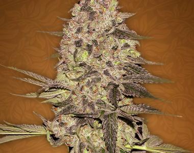 Fast Buds - Rhino Ryder cannabis seed