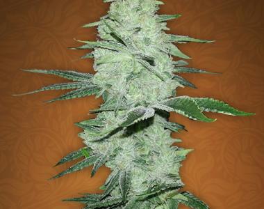 Fast Buds - Six Shooter cannabis seed