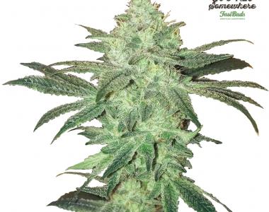 Fast Buds - Stardawg cannabis seed