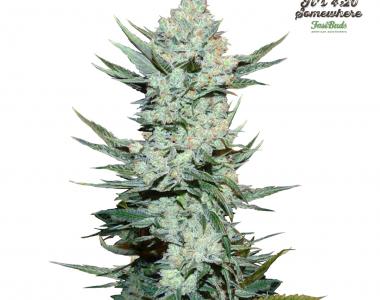 Fast Buds - Tangie\'matic cannabis seed